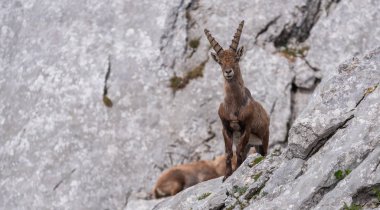 Sabahları Alp dağ keçisi 