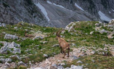 Sabahları Alp dağ keçisi 
