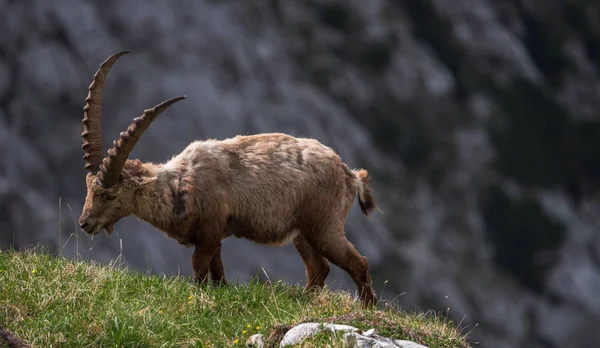 Alpine Stambecco al mattino — Foto Stock