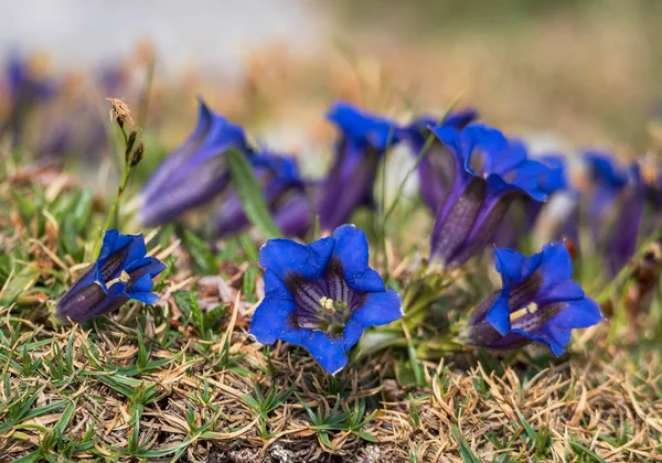 Gentian flowers in the Julian Alps — Stock Photo, Image