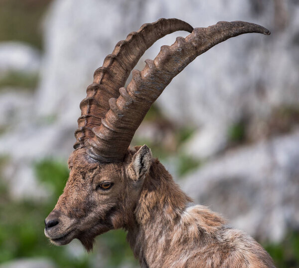 Ибекс в первой половине дня
 