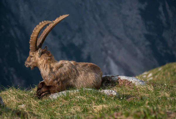 Sabahları Alp dağ keçisi 
