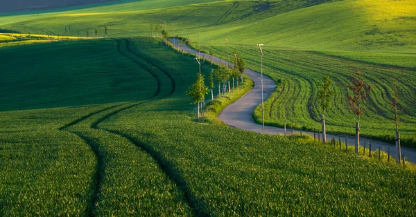 Типичная дорога в Южной Моравии — стоковое фото