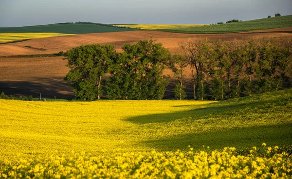 Moravia del Sur paisaje — Foto de Stock