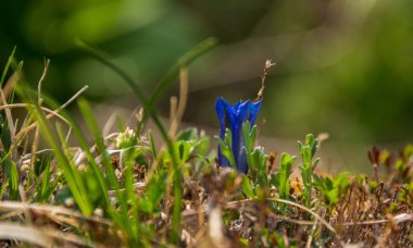 Julian Alps yılan otu çiçeği 