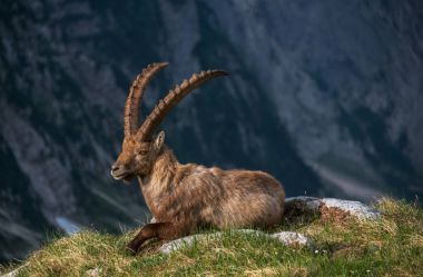 Julian Alps için Alp dağ keçisi