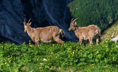 Julian Alps için Alp dağ keçisi
