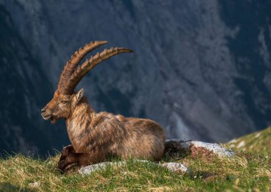 Julian Alps için Alp dağ keçisi