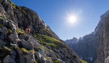 Julian Alps için Alp dağ keçisi