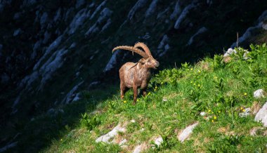 Julian Alps için Alp dağ keçisi