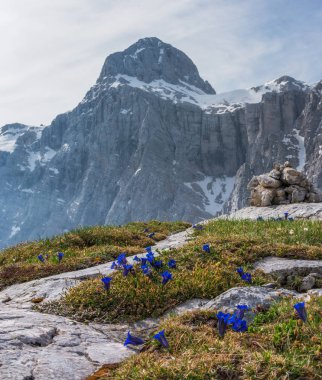 Julian Alps dağ çiçekleri