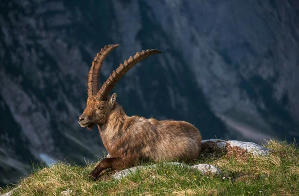Alpské kozorožce v Julských Alpách — Stock fotografie