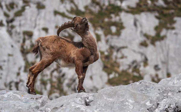 Julian Alps için Alp dağ keçisi