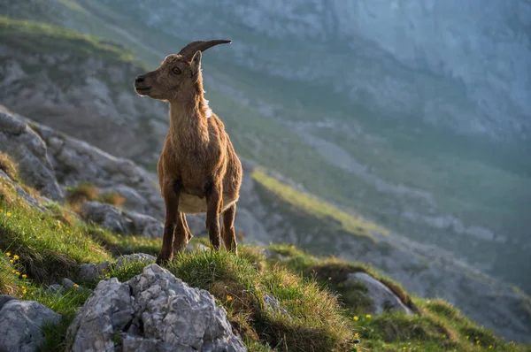 Julian Alps için Alp dağ keçisi