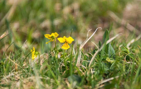 Julian Alps dağ çiçekleri