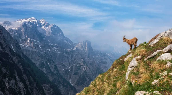 Ibex alpino en los Alpes Julianos — Foto de Stock
