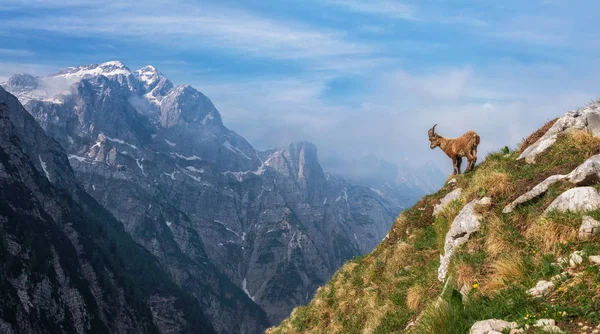 Steinböcke in den Julischen Alpen — Stockfoto