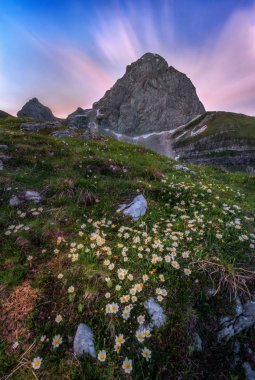 çiçekler Julian Alps Mt. Mangart altında