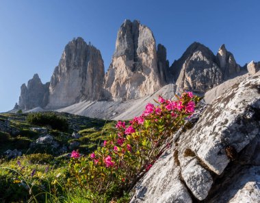 Flowers under Tre Cime di Lavaredo