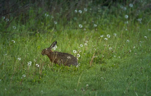 Кролик на лугу по утрам — стоковое фото