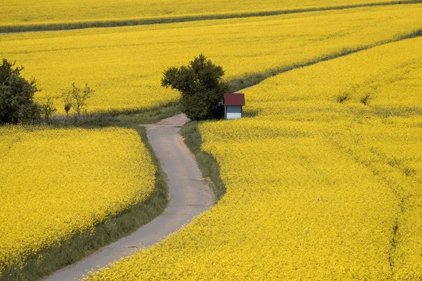 Zuid-Moravië via het koolzaad — Stockfoto