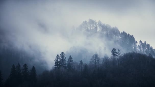 Dunkler Wald aus rollendem Nebel — Stockvideo