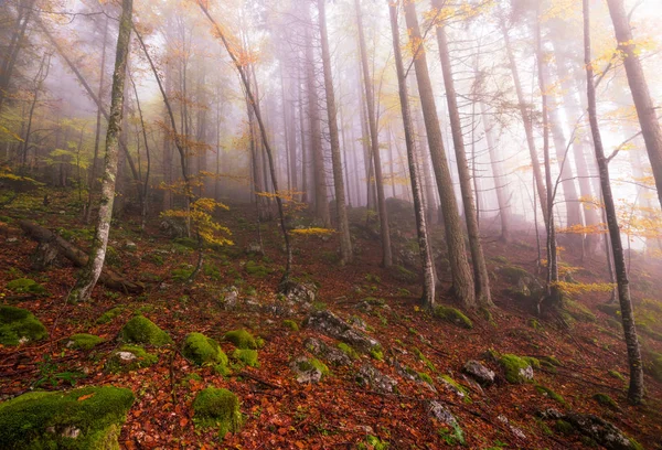 Nebliger Tag im Wald — Stockfoto