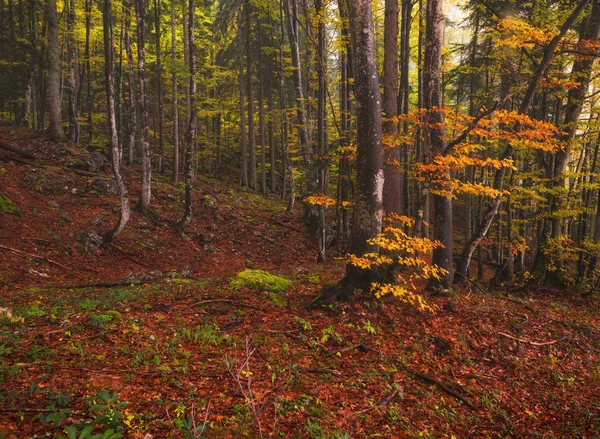 Ormanda sisli bir gün