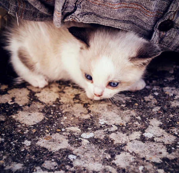 Kleine kat buiten — Stockfoto