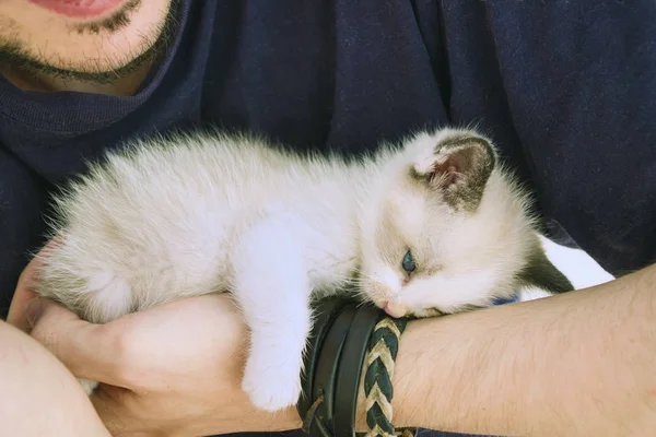 Mooie baby siamese kat slaapt over een Youngs man arm — Stockfoto