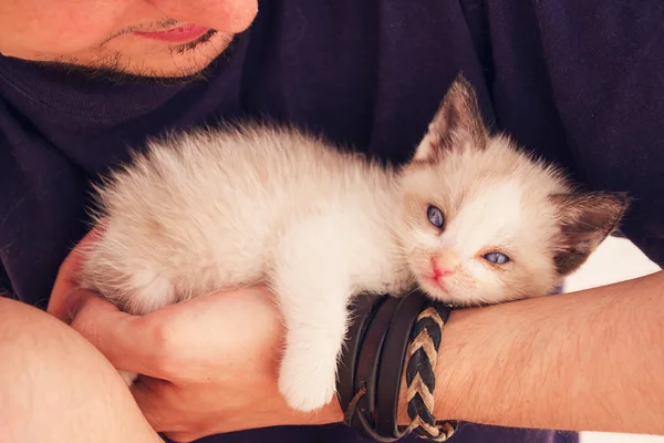 Schöne Baby Siamkatze in über einen jungen Mann Arm schlafen — Stockfoto