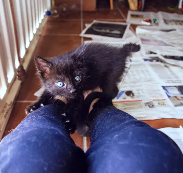 Small black kitten — Stock Photo, Image