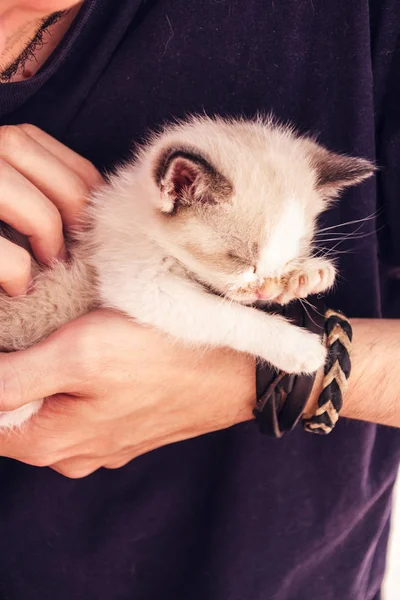Lovely baby siamese cat sleeping in over a young's man arm — Stock Photo, Image