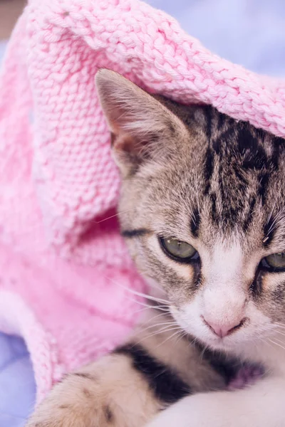Piękny kot mały — Zdjęcie stockowe