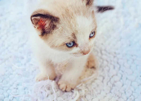 Schöne kleine Katze — Stockfoto