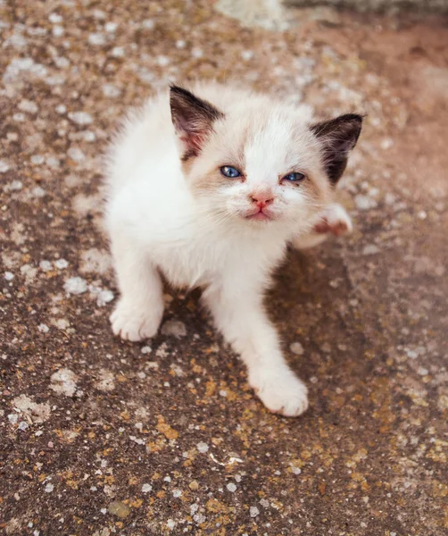 Little siamese kitten — Stock Photo, Image