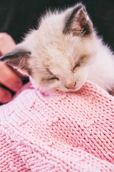 Lovely baby siamese cat sleeping over a woolen scarf — Stock Photo, Image