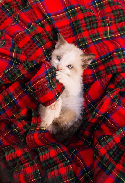 Lovely baby siamese cat over a plaid skirt — Stock Photo, Image