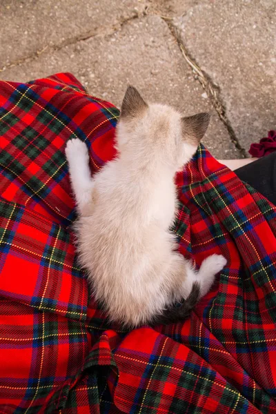 Mooie baby siamese kat over een geruite rok — Stockfoto