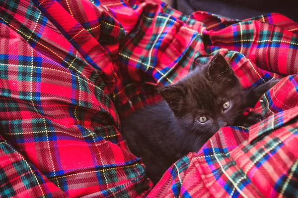 Kleine schwarze Katze — Stockfoto