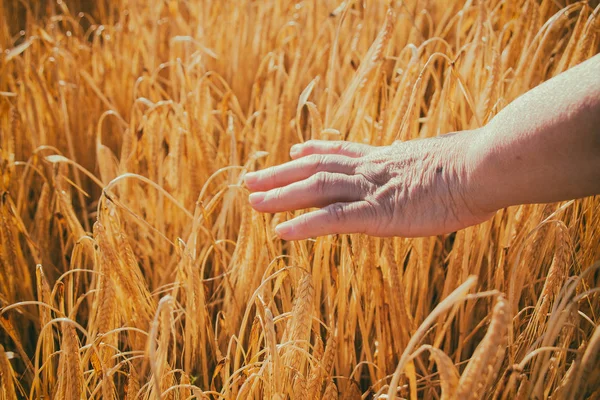 Hand touch filed of wheat — Stock Photo, Image