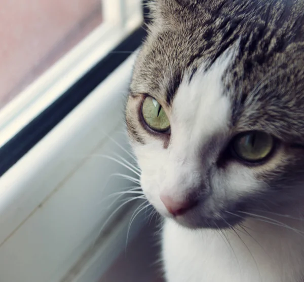 Close-up photo of cat — Stock Photo, Image