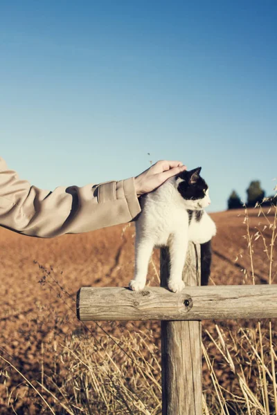 필드에 손으로 쓰 다듬어 고양이 — 스톡 사진