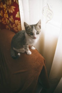Koltukta oturan kedi