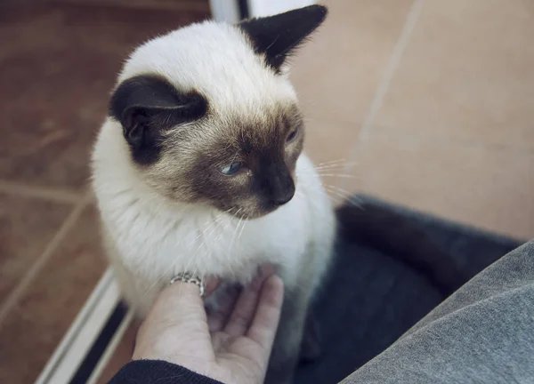 Blue-eyed cat lookint at camera — Stock Photo, Image