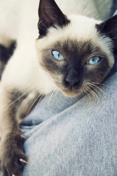 Blue-eyed cat looking at camera — Stock Photo, Image