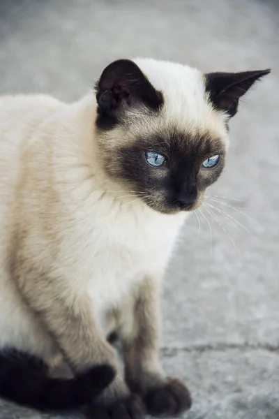 Blue-eyed kot siedzi na ziemi — Zdjęcie stockowe