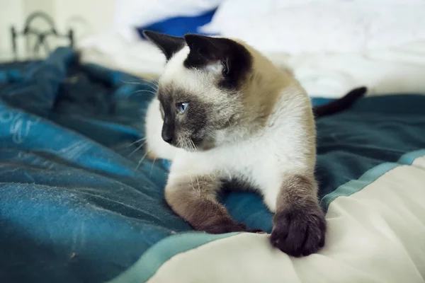 Chat aux yeux bleus sur lit — Photo