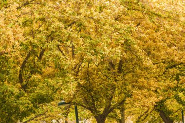 Orman ağaçları sonbahar mevsiminde