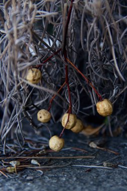 kuru bitki tohumları ile 